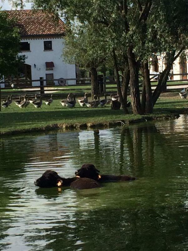 Отель Il Selgaro Agriturismo Целарино Экстерьер фото